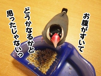 ブンチョ日誌