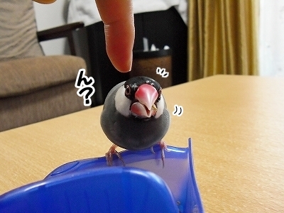 ブンチョ日誌