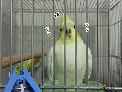 オカメと文鳥 怒る ブンチョ日誌 Powered By ライブドアブログ