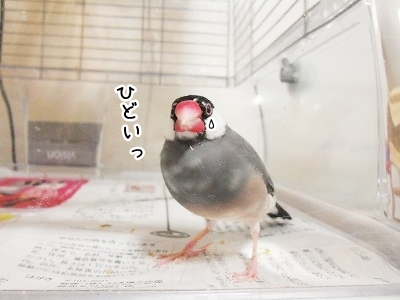 ブンチョ日誌