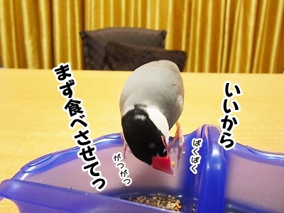 ブンチョ日誌