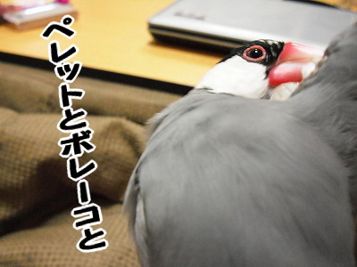 ブンチョ日誌