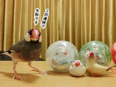ブンチョ日誌