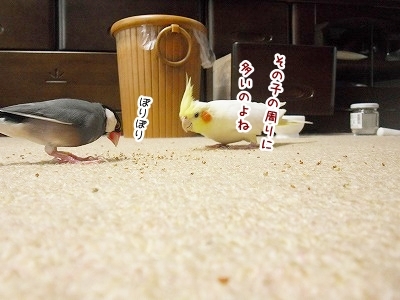 ブンチョ日誌