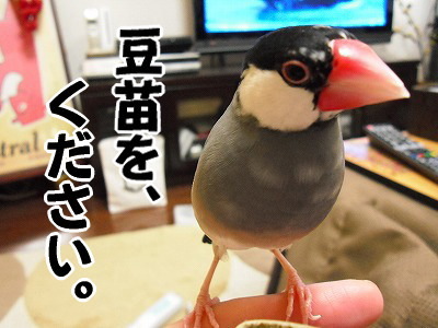 ブンチョ日誌