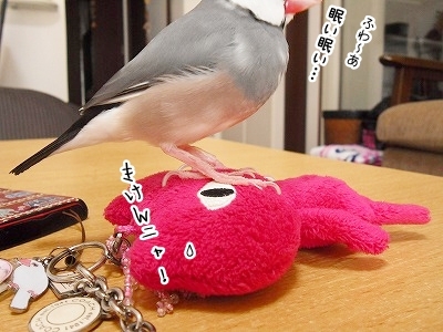 ブンチョ日誌