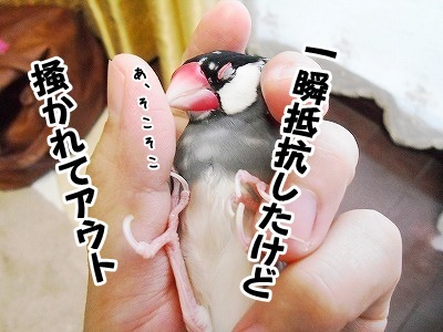 ブンチョ日誌