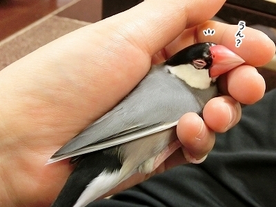 ブンチョ日誌
