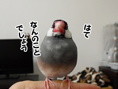 ブンチョ日誌