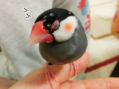 s-CIMG9234