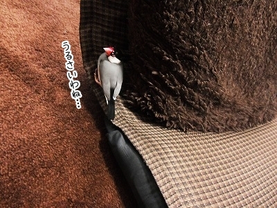 ブンチョ日誌