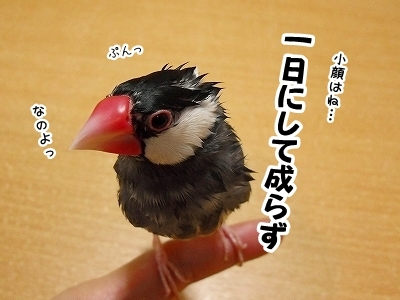 ブンチョ日誌