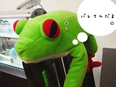 ブンチョ日誌