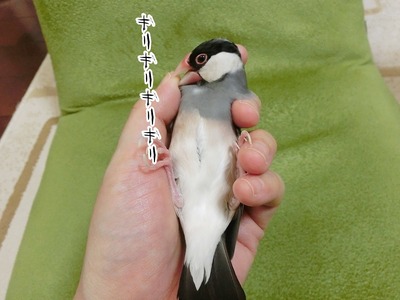 s-CIMG0246