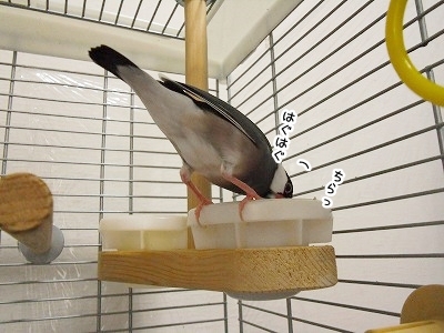ブンチョ日誌