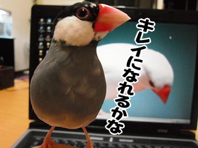 ブンチョ日誌