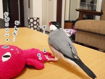 ブンチョ日誌