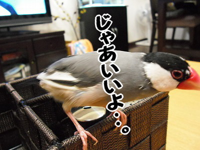ブンチョ日誌