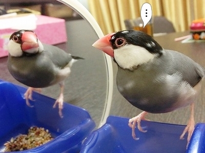ブンチョ日誌