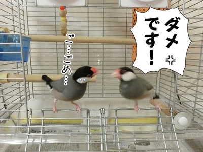 s-CIMG9610