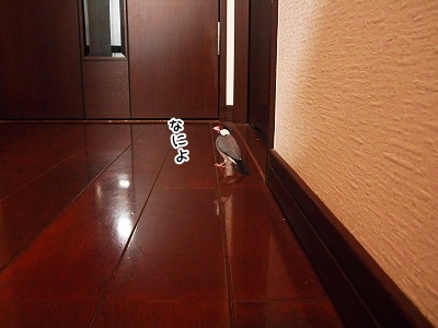 ブンチョ日誌