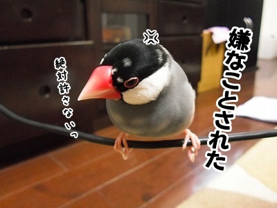 ブンチョ日誌