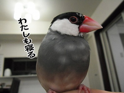 ブンチョ日誌