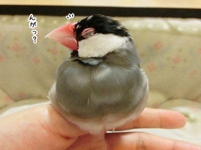 ブンチョ日誌