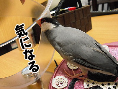 ブンチョ日誌
