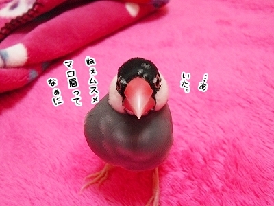 ブンチョ日誌