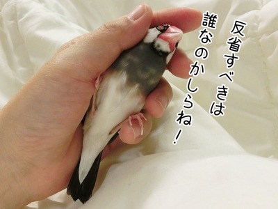 s-CIMG7526