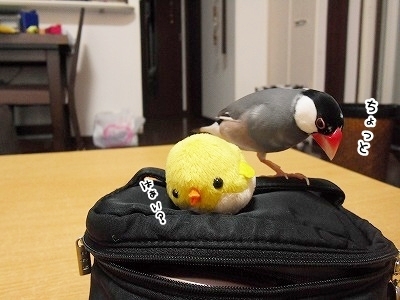 ブンチョ日誌