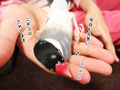 ブンチョ日誌