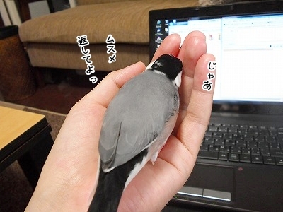 ブンチョ日誌