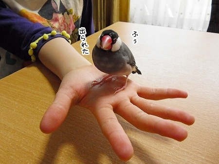 ブンチョ日誌