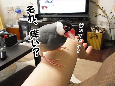 ブンチョ日誌