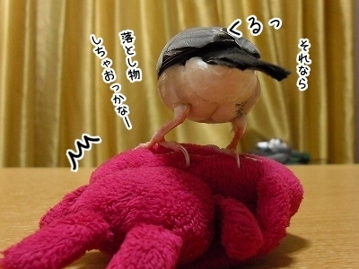 ブンチョ日誌