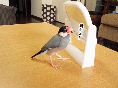 ブンチョ日誌