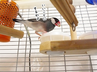 ブンチョ日誌