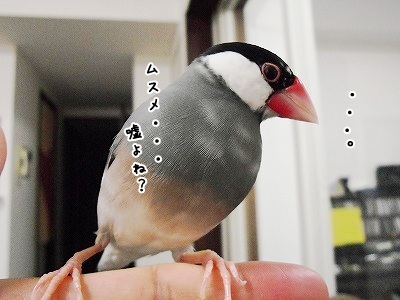 ブンチョ日誌