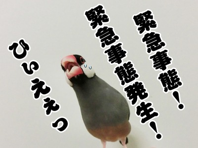 s-CIMG7465