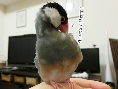 ブンチョ日誌