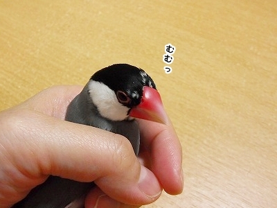 ブンチョ日誌