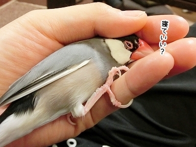ブンチョ日誌