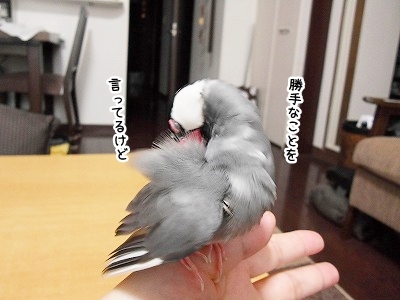 ブンチョ日誌