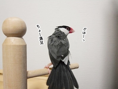 ブンチョ日誌