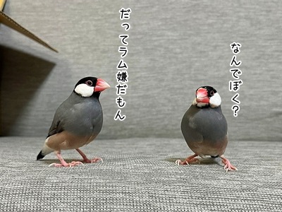 s-IMG_8499