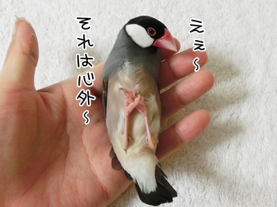 s-CIMG9991