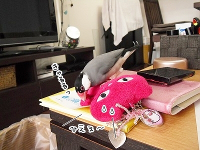 ブンチョ日誌