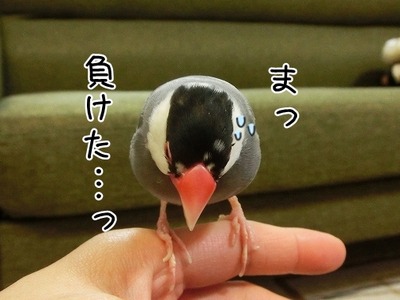 s-CIMG9696